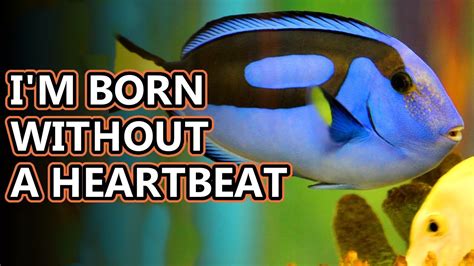 Blue Tang Facts The Dory Fish Animal Fact Files Youtube