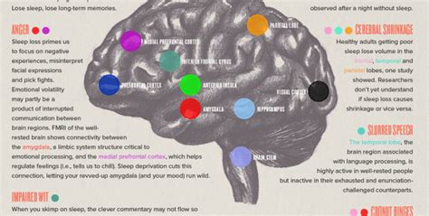 This Is Your Brain On Sleep Deprivation Infographic Stemjobs