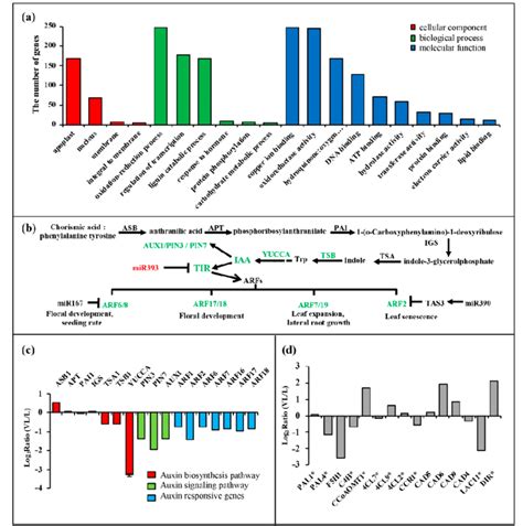 Gene Ontology Go Analysis Of The Predicted Mirna Target Genes And