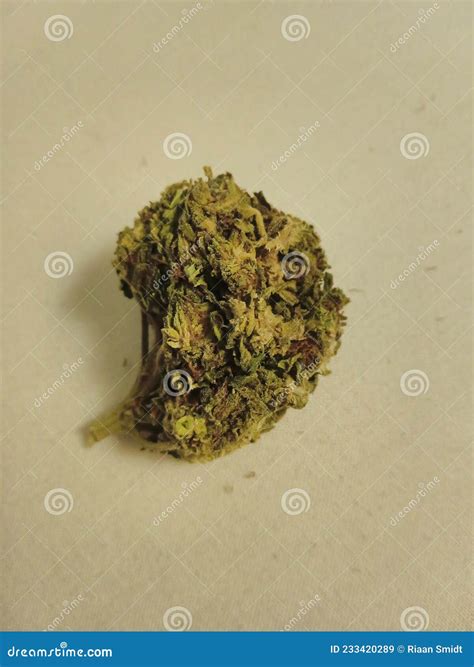 Purple haze cannabis stock image. Image of cannabis - 233420289