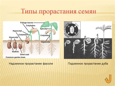 Семя. Общая характеристика. Строение - online presentation