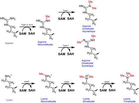 The Different Methylations Of Arginines And Lysines Download