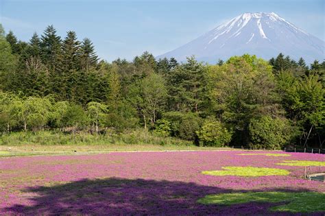 Japonia Muntele Fuji Munte - Fotografie gratuită pe Pixabay