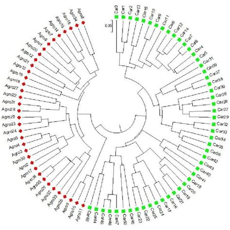 Dendrogram Generated Based On Nei S Genetic Distance By The