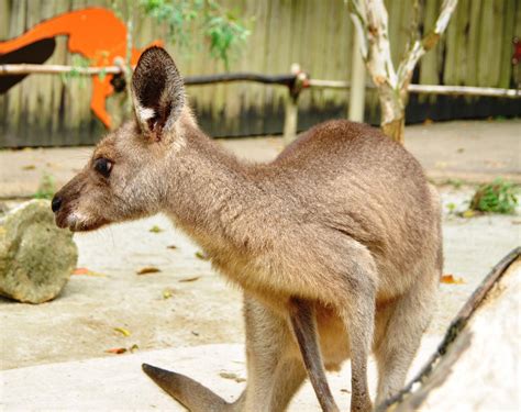 Animals I Love @ Singapore Zoo | Welcome to bestphotosofsingapore ...