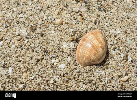 Beautiful Brown Shell On Sand Stock Photo Alamy