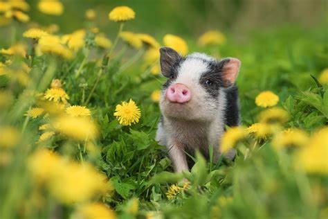 Qual O Pre O De Um Mini Porco Veja O Valor E Custos De Cria O