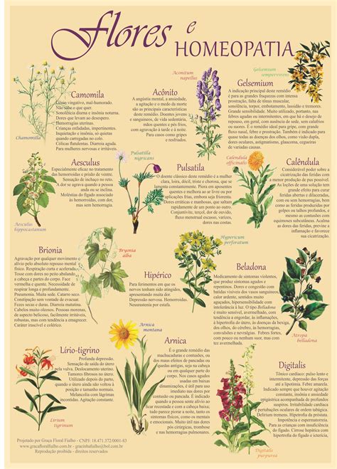 Poster Flores E Homeopatia Formato A3 Papel Couchê 210gr