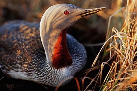 See The Arctic National Wildlife Refuge In Spring Audubon Alaska