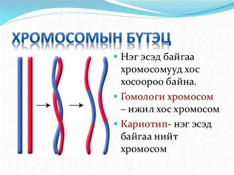 хромосомын тоо