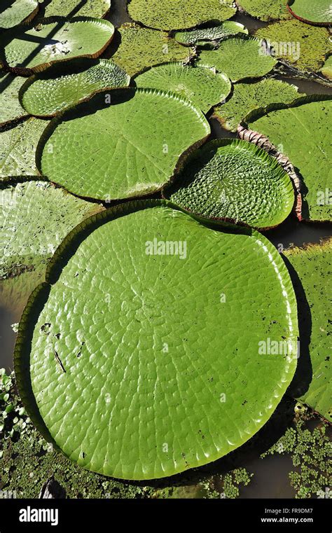 Victoria regia lily hi-res stock photography and images - Alamy