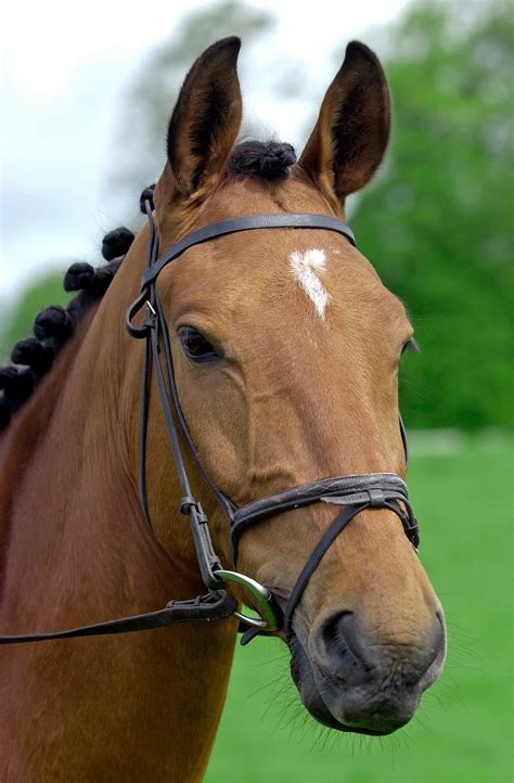 Horse Facial Markings And What They Mean