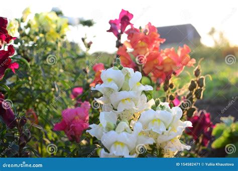 Colorful Snapdragons In The Garden Close Up Stock Image Image Of