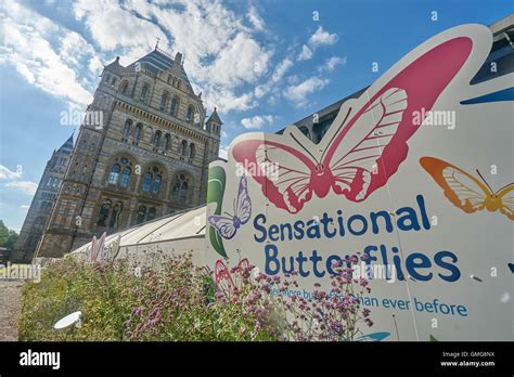 Butterfly Exhibition Natural History Museum London Stock Photo Alamy