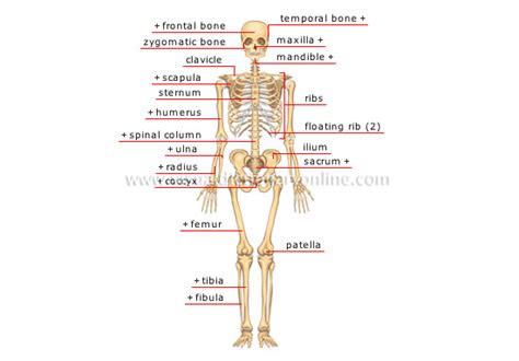 HUMAN BEING :: ANATOMY :: SKELETON :: ANTERIOR VIEW image - Visual ...