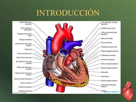 Anatomía e histología del corazón PPT