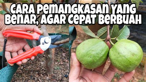 Cara Membuahkan Jambu Kristal Dalam Pot Sistem Pangkas YouTube