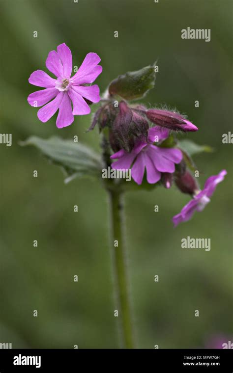 Silene Dioica Red Campion Flowers Detail Stock Photo Alamy