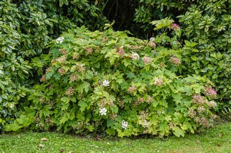 Hortensia Feuilles De Ch Ne Plantation Entretien Soin Le Parisien