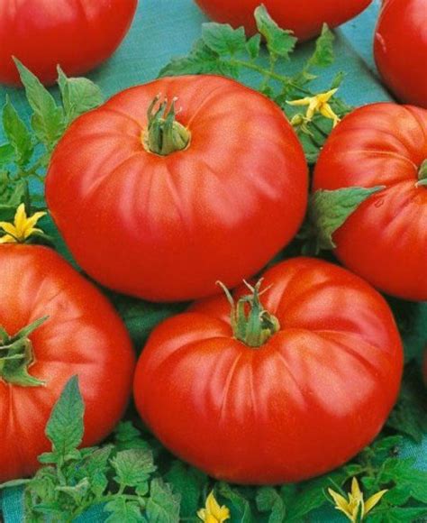 Tomato Beefmaster F1 Tomato Premier Seeds Direct Ltd