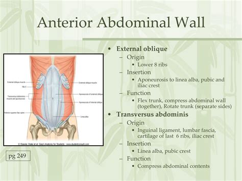 Ppt The Abdomen Powerpoint Presentation Free Download Id 5535939