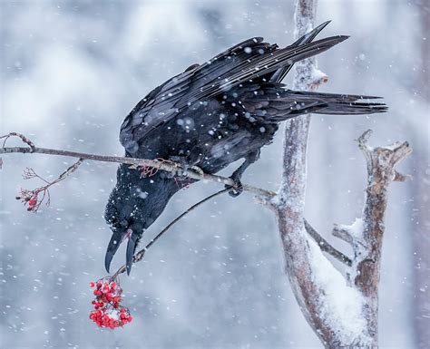 Raven in snowy weather by Pascal De Munck / 500px