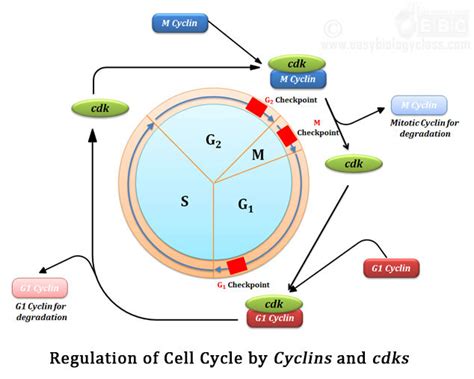 Regulation of Cell Cycle by 3 Checkpoints | easybiologyclass