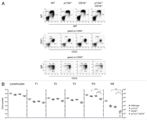 Figure From The Development Of Mature B Lymphocytes Requires The