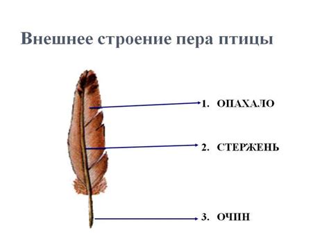 Перо птицы - особенности строения и расположения, состав