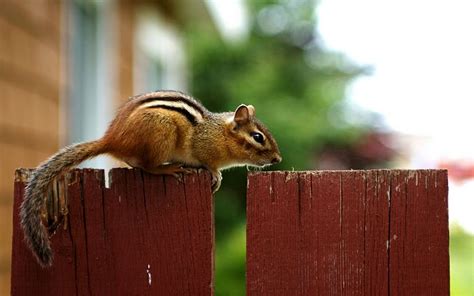 Funny Chipmunk wallpaper |Funny Animal