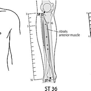 Locations of the ST 25, ST 36, and ST 37 acupoints in a 85-year-old... | Download Scientific Diagram