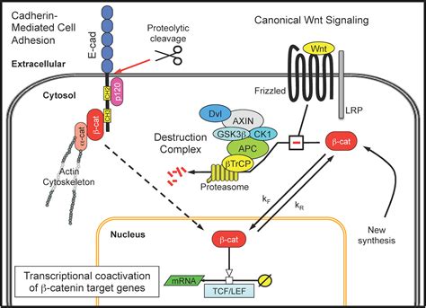 Interlocked Positive And Negative Feedback Network Motifs Regulate β