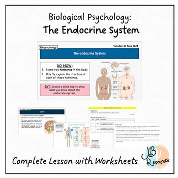 Biopsychology The Endocrine System By Jb Resources Tpt