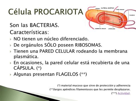 La C Lula Y La Funci N De Nutrici N Ppt Descargar