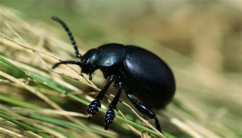 How to Identify Black Beetles in Northeastern USA | Sciencing