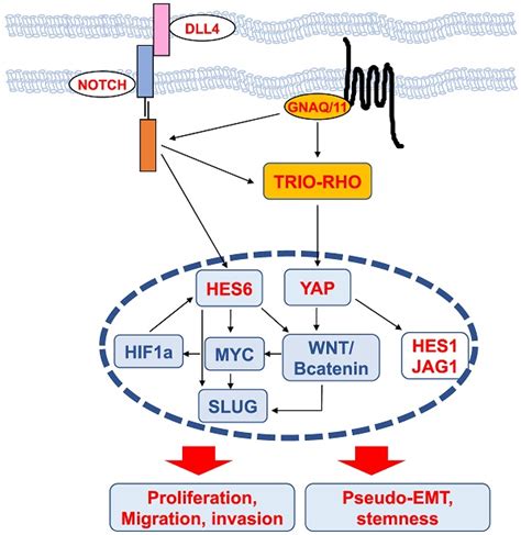 Recent Advances In Understanding The Role Of HES6 In Cancers