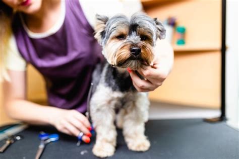 How Much Does Dog Grooming Cost A Guide On The Average Prices