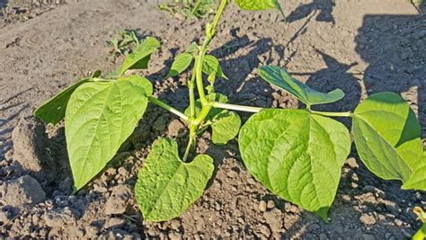 Bohnen Pflanzen In Topf Und Beet Ndr De Ratgeber Garten Nutzgarten