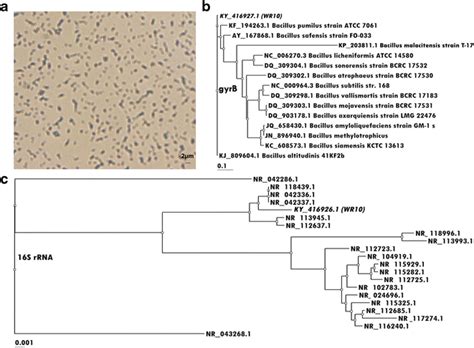 Identification of WR10. (a) Staining of WR10 cells was conducted with a ...