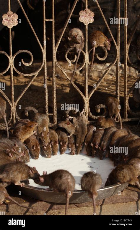 Rats Drink Milk Inside The Karni Mata Temple In Deshnoke Bikaner