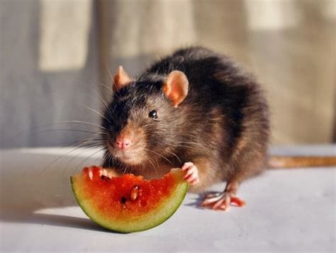 A Guide to a Rat Diet and Feeding Habits | Terminix