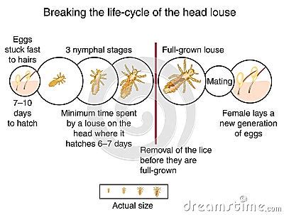 Head Louse Life Cycle Stock Illustration - Image: 46581414