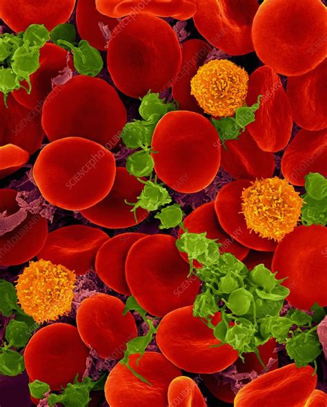 Red Blood Cells T Lymphocytes And Activated Platelets Sem Stock