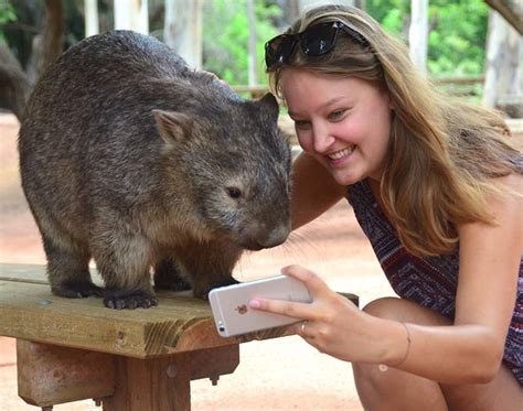 Wombat As A Pet