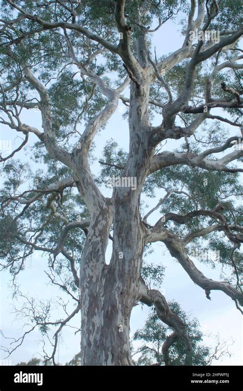 Eucalyptus tree, South Australia, Australia Stock Photo - Alamy