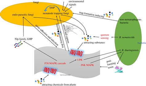 Signal Pathways Involved In Microbenematode Interactions Provide New