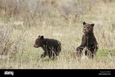 Grizzly bear cubs in spring near Fishing Bridge in Yellowstone National ...