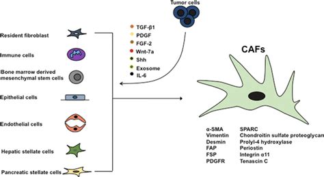 Heterogeneous Origin Of Cafs And Its Markers Cancer Associated