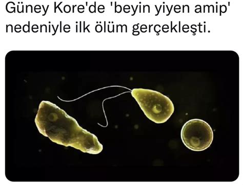 G Ney Korede Beyin Yiyen Amip Nedeniyle Ilk L M Ger Ekle Mi Ne