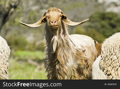 Brown Goat - Free Stock Images & Photos - 30597219 | StockFreeImages.com